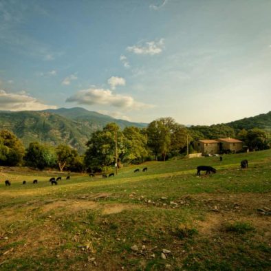 Cochons nustrale devant la Maison d'hôtes Zella en Corse